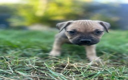 Mixed Breed dogs for sale: Mastiff x staff puppies  - Image 3