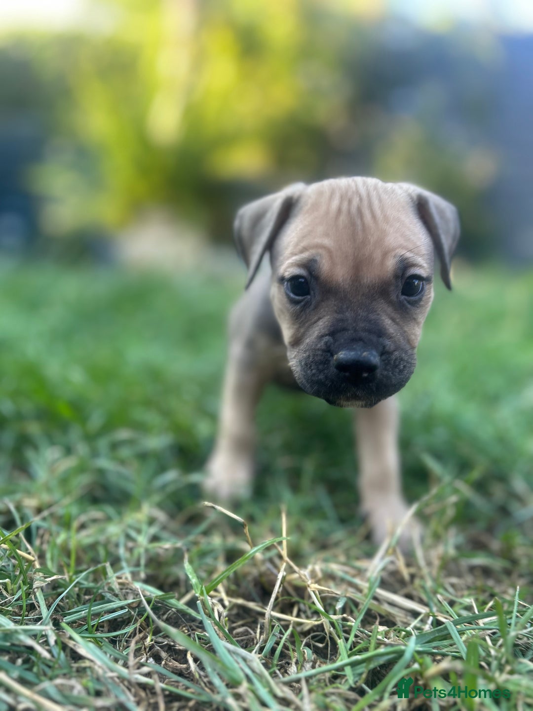 Mixed Breed dogs for sale: Mastiff x staff puppies  - Image 3
