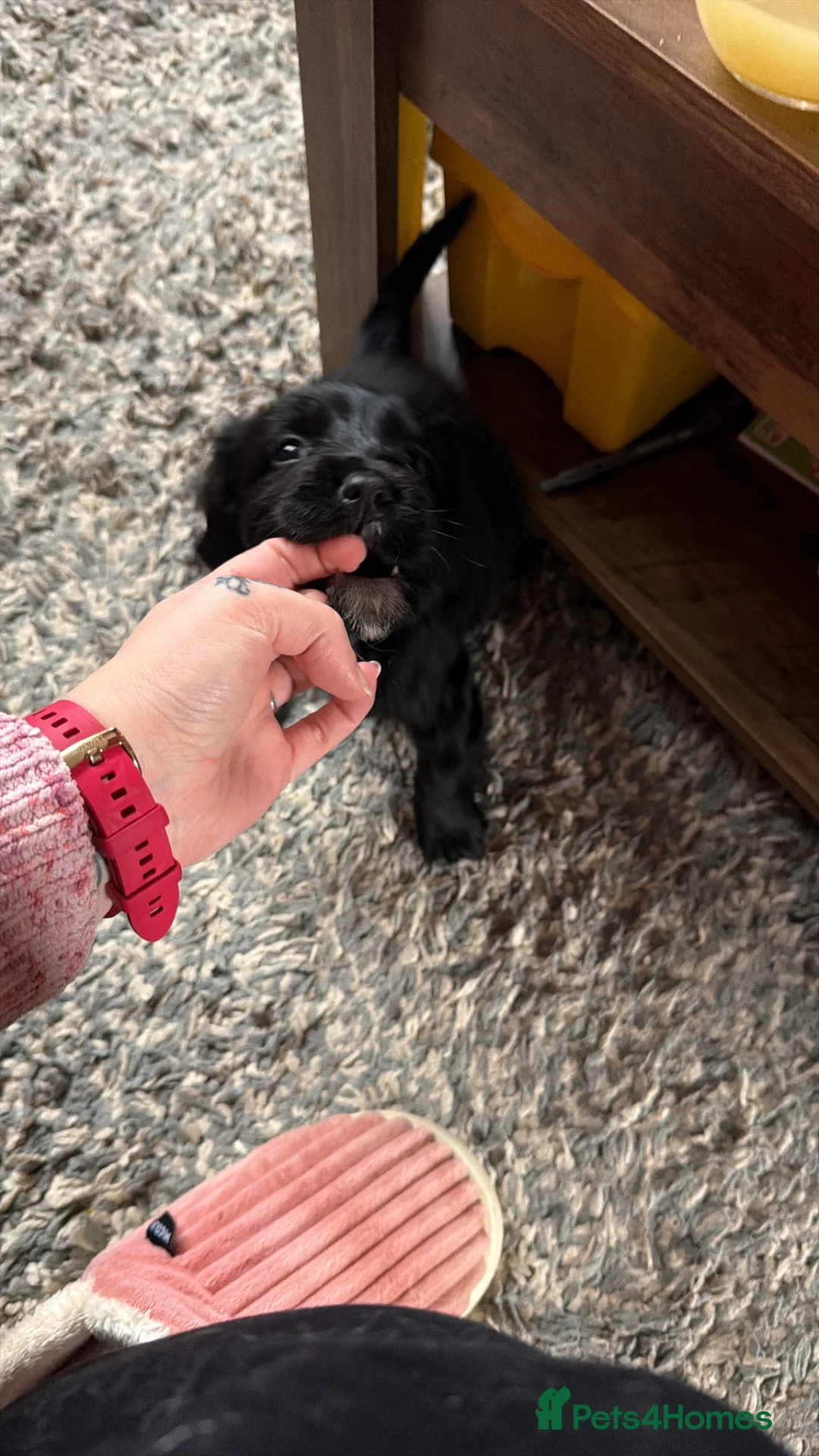 Cocker Spaniel dogs for sale: Nala- working cocker spaniel  - Advert 14