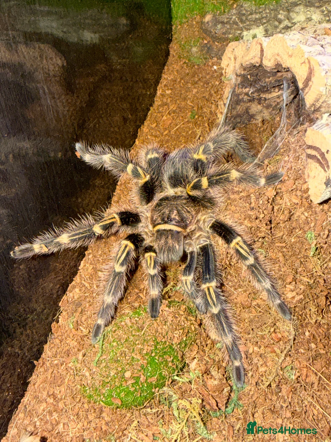 Tarantulas invertebrates for sale: Tarantulas wanted - Advert 12