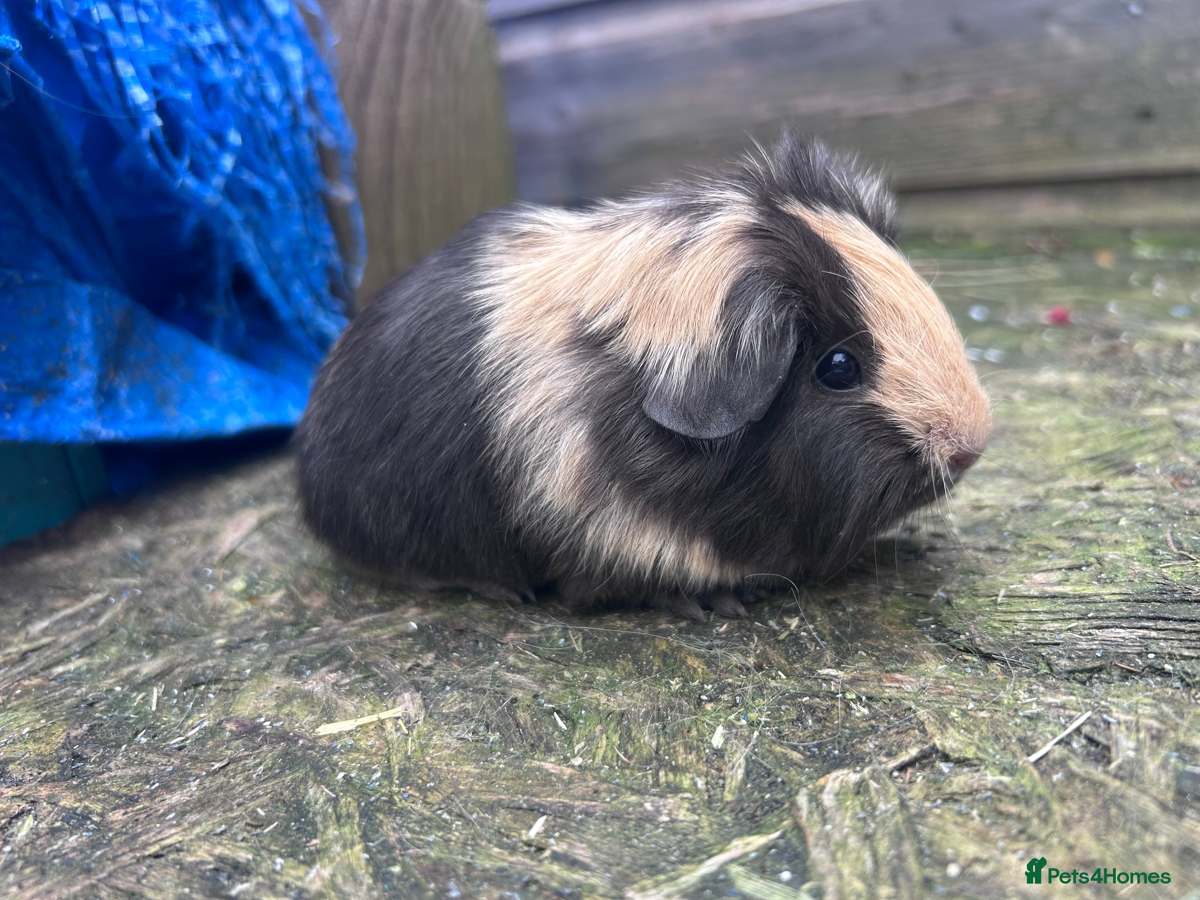 Guinea Pig rodents Beautiful long haired guinea pigs to reserve  - Advert 1