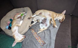Chihuahua dogs for sale: 💖 3 Beautiful Chihuahua Puppies - Image 3