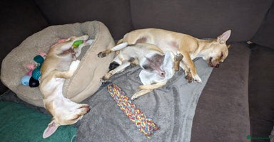 Chihuahua dogs - Advert 3