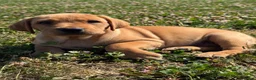 Labrador Retriever dogs for sale: Fully health tested parents KC Boys available 💛🧡 - Advert 7
