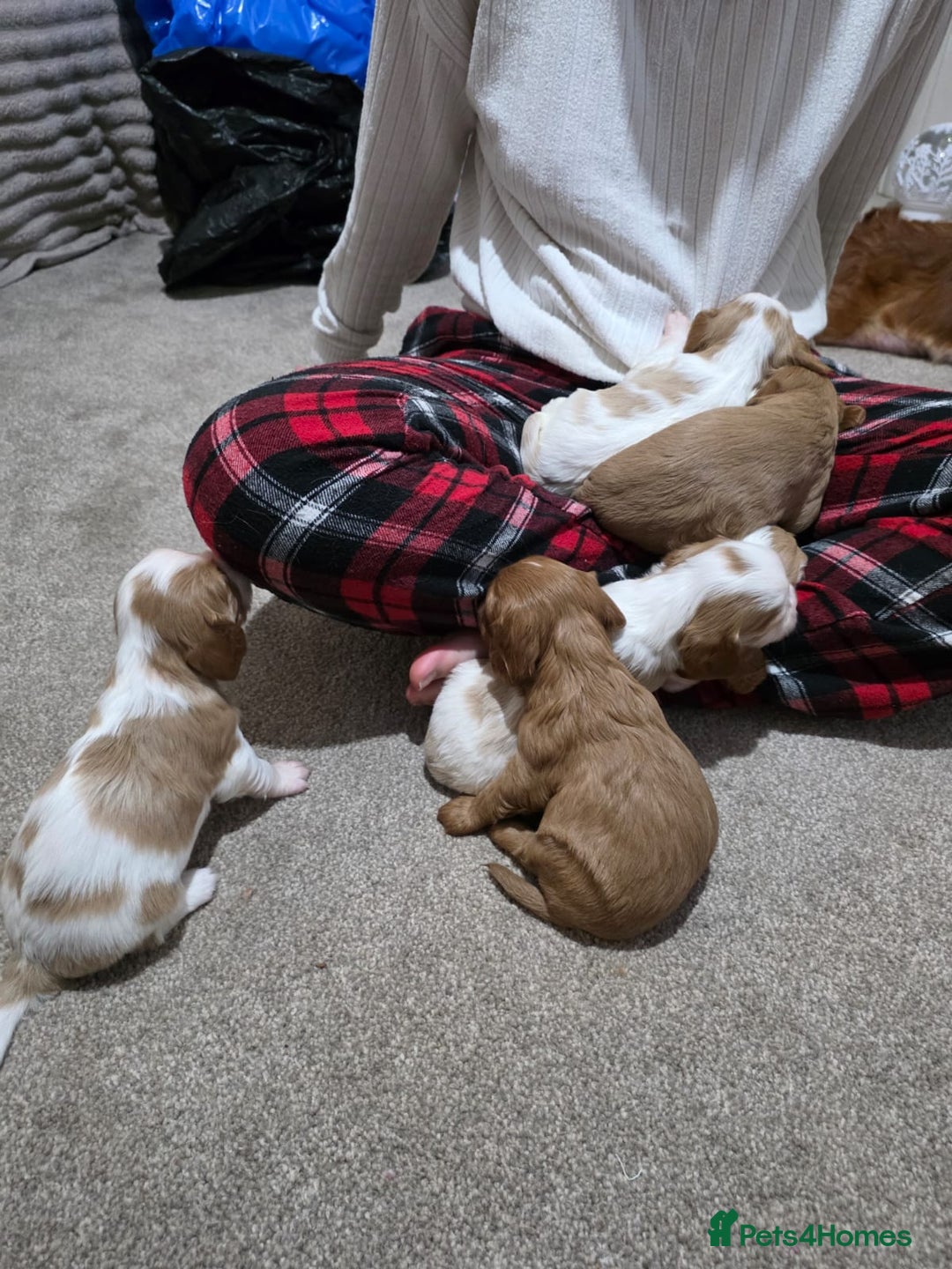 Cavalier King Charles Spaniel dogs for sale: Cavalier king charles puppies  - Advert 19