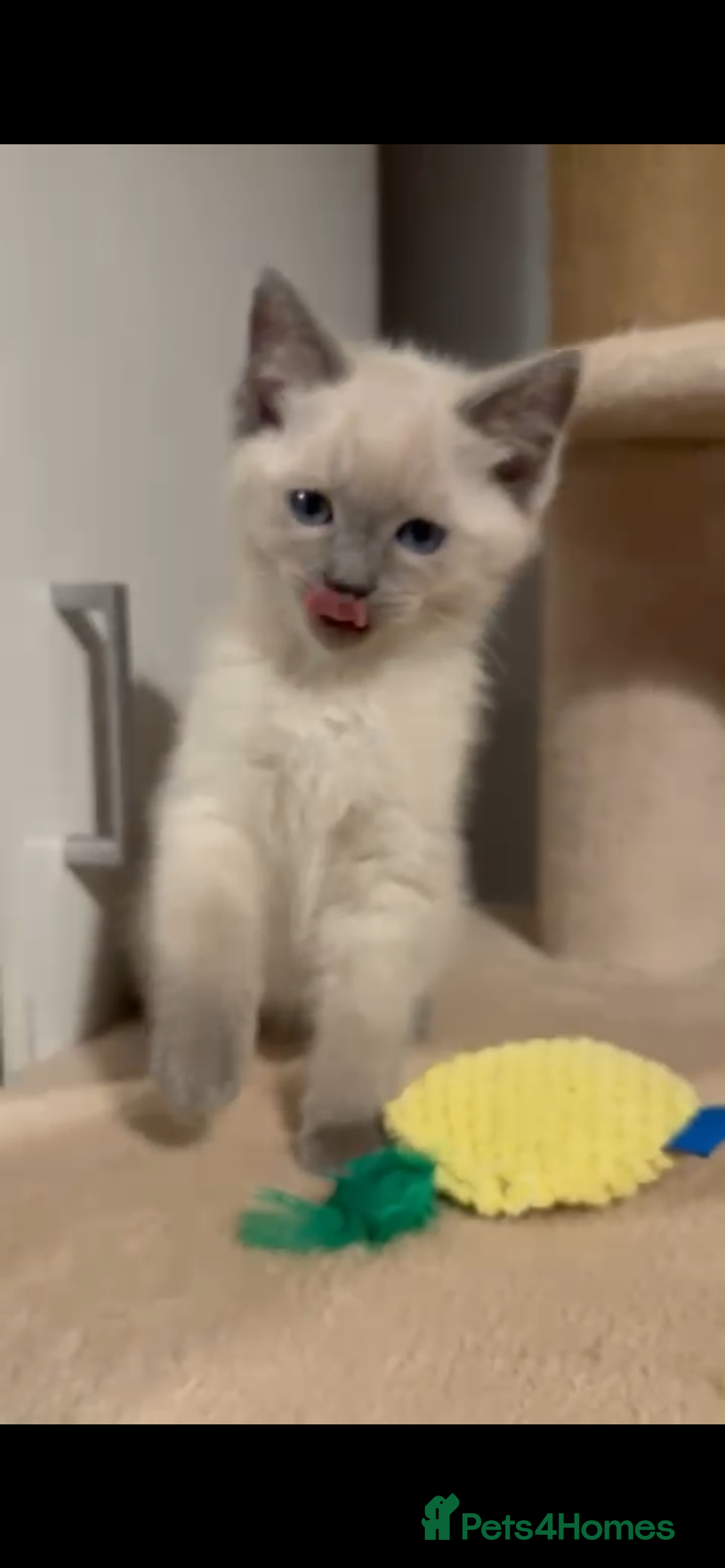 Mixed Breed cats for sale: Ragdoll x BSH male kitten - Image 5