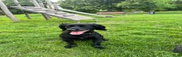Cocker Spaniel dogs for sale: Female cocker spaniel  for sale  in Chichester - Advert 9