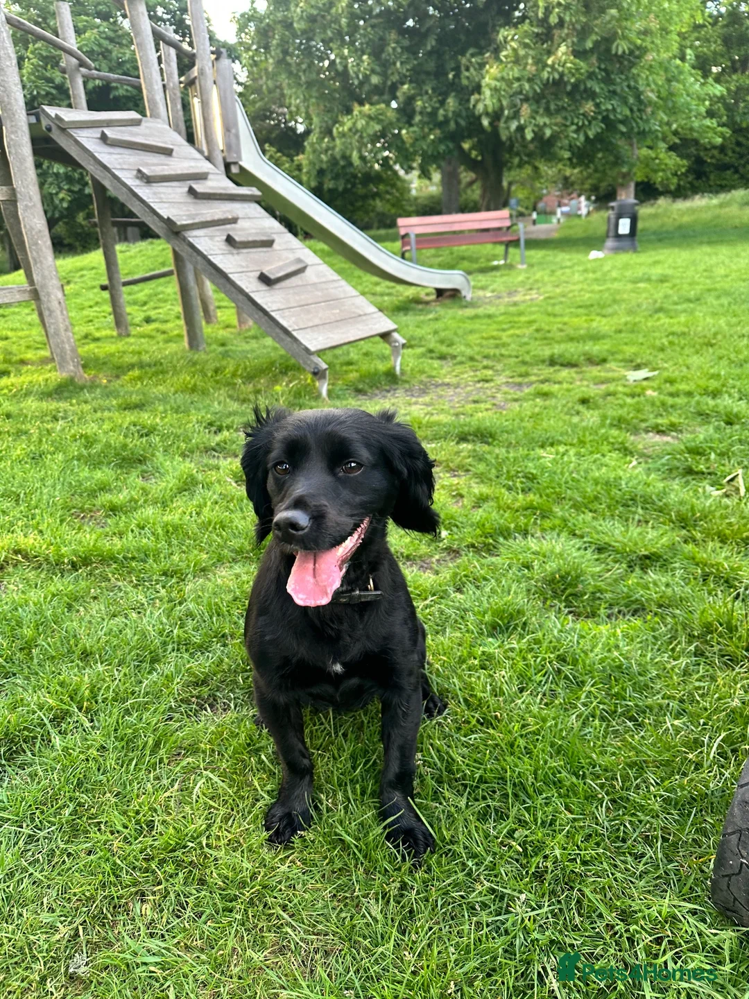 Cocker Spaniel dogs for sale: Female cocker spaniel  for sale  in Chichester - Advert 9