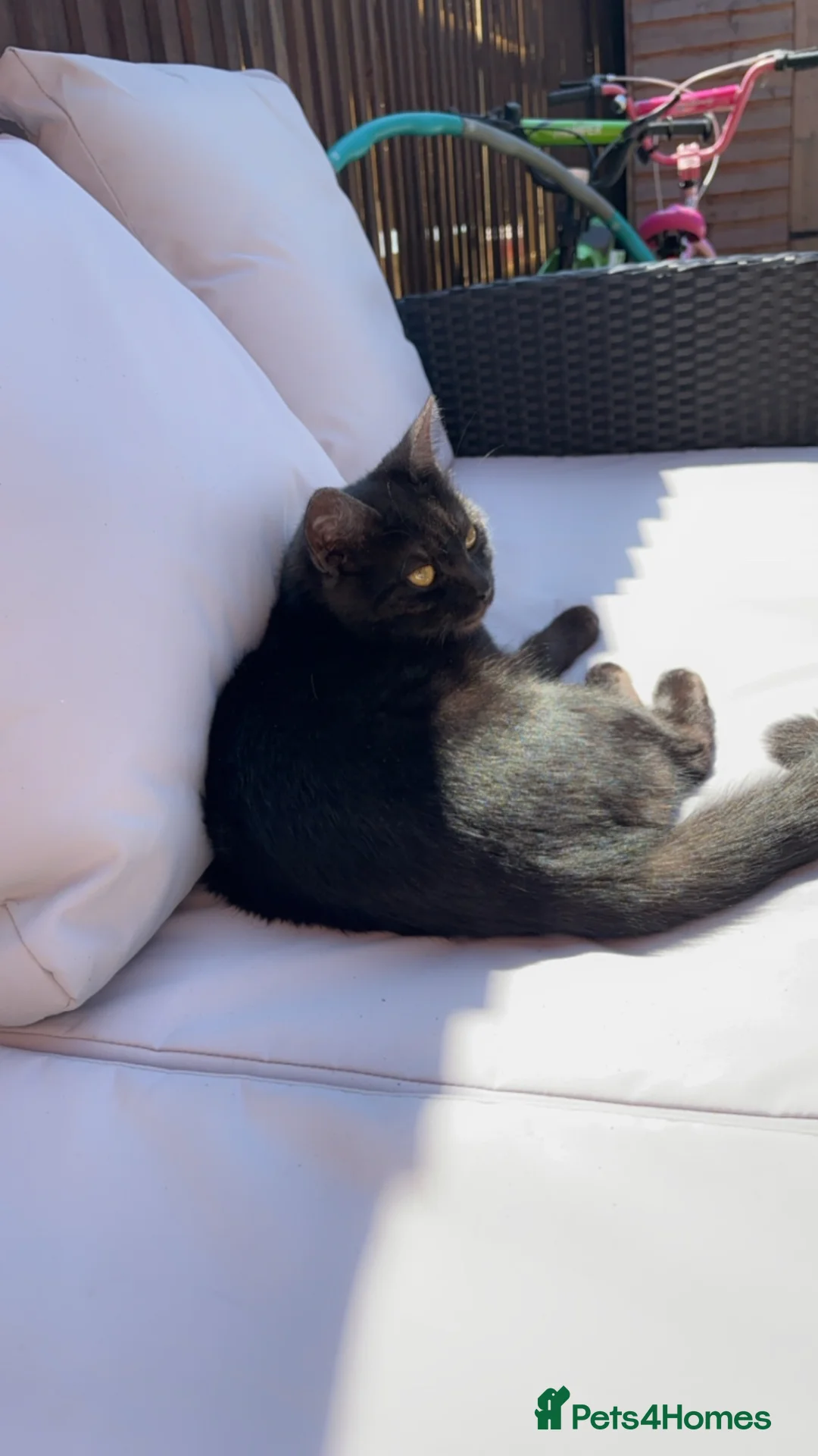 Mixed Breed cats for sale: Lovely friendly cat - Advert 6