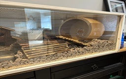 Hamster rodents for sale: George the Syrian Hamster (includes cage etc…) - Image 6