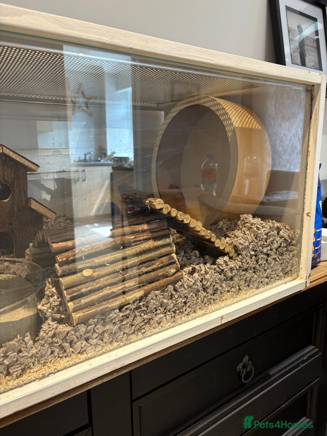 Hamster rodents for sale: George the Syrian Hamster (includes cage etc…) - Image 6