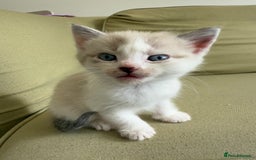 Scottish Fold cats for sale: 🐾ADORABLE SCOTTISH KITTENS FOR SALE🐾  - Image 10