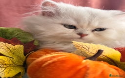 British Shorthair cats for sale: Two stunning sisters READY NOW - Image 4