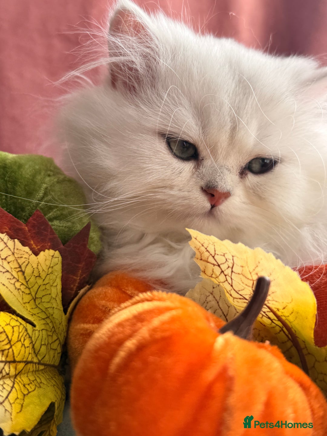 British Shorthair cats for sale: Two stunning sisters READY NOW - Image 4