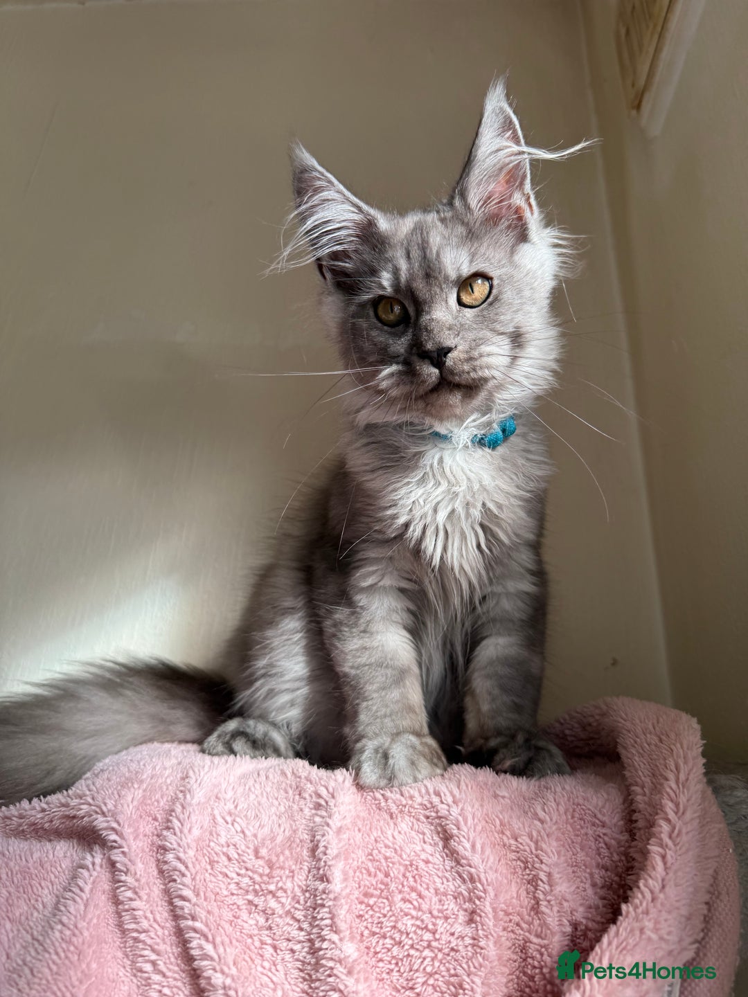 Maine Coon cats for sale: Pedigree GCCF Russian Import line Maine Coons - Image 7