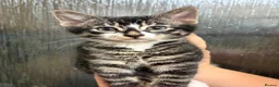 Bengal cats for sale: Bengal X kittens in Bristol - Advert 2
