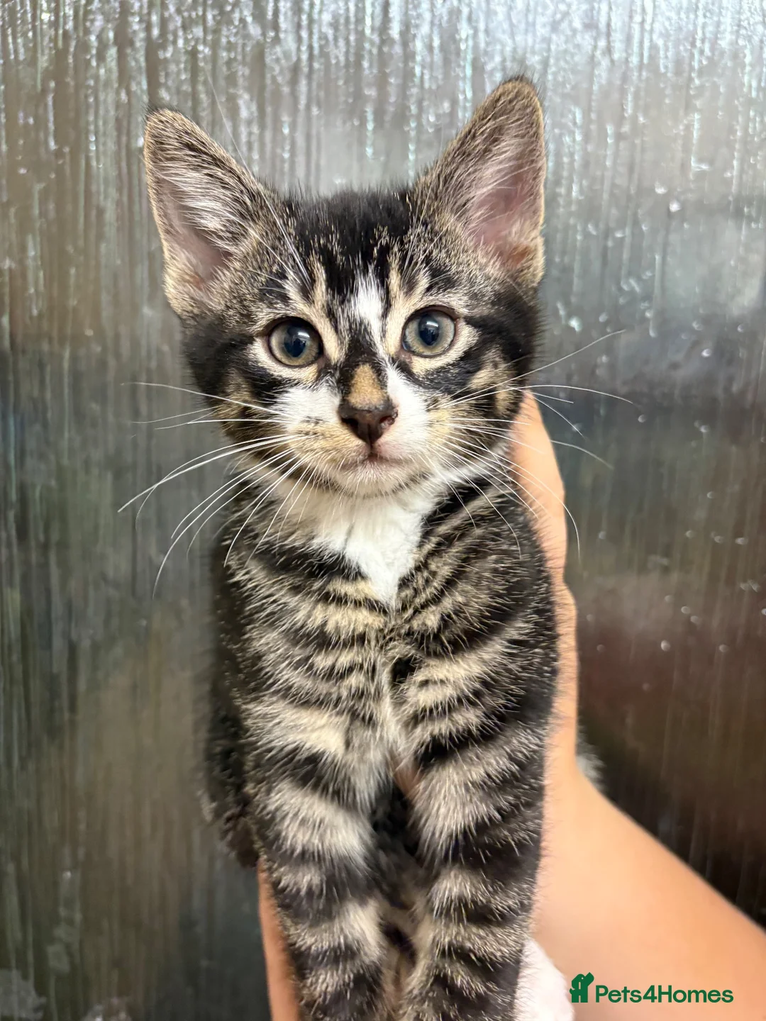 Bengal cats for sale: Bengal X kittens in Bristol - Advert 2