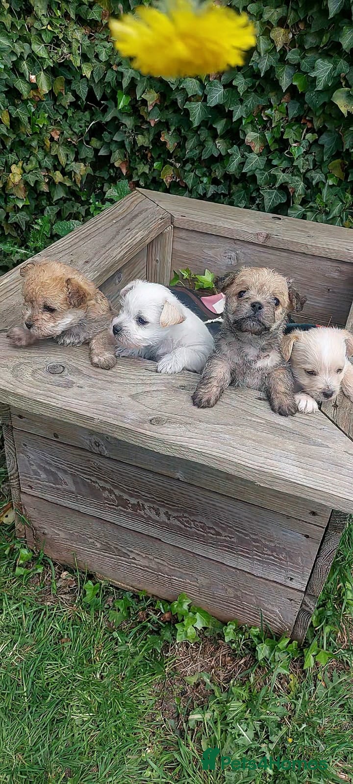 Jackapoo dogs JACKANORRIPOOS - Advert 1