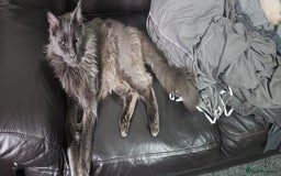 Maine Coon cats for sale: Pure maine coon kittens - Advert 11