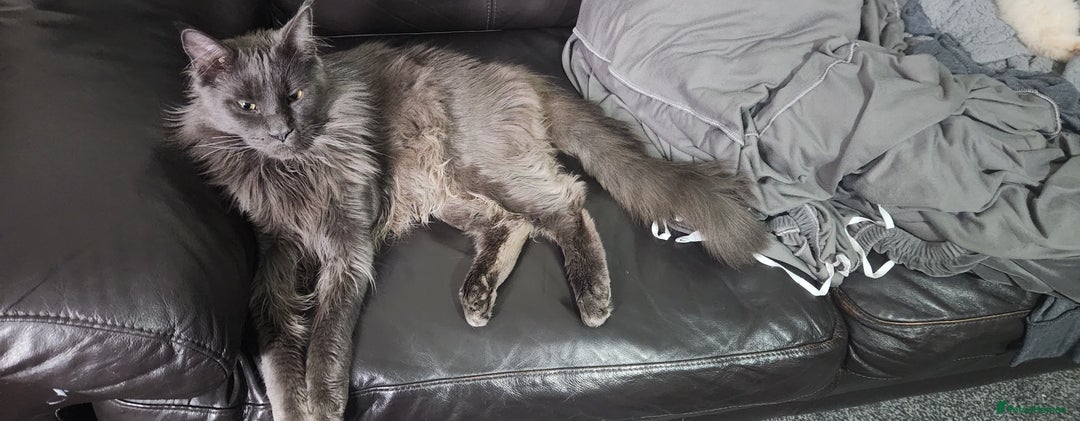 Maine Coon cats for sale: Pure maine coon kittens - Advert 11