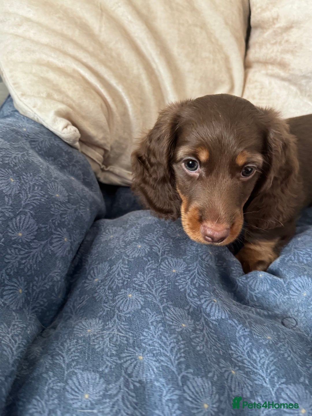 Dachshund dogs for sale: Mini Dachshund long haired  - Image 5