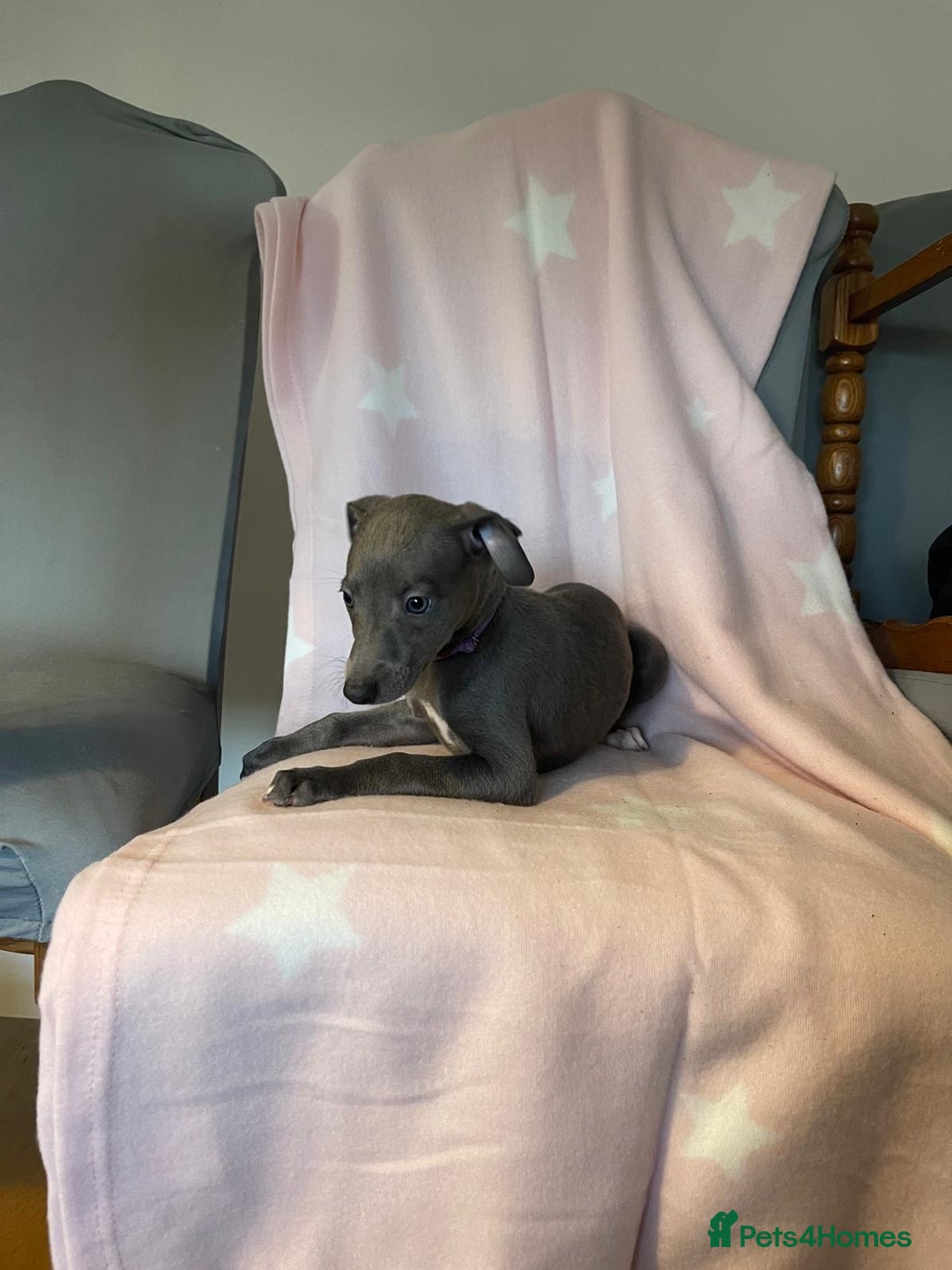 Whippet dogs for sale: Blue whippet puppies for sale - Image 9