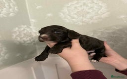 Cocker Spaniel dogs for sale: 🐾 English Cocker spaniel puppies for sale 🐾 - Advert 4