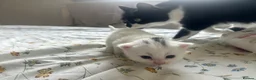 Mixed Breed cats for sale: 3 gorgeous Kittens for sale  - Advert 18
