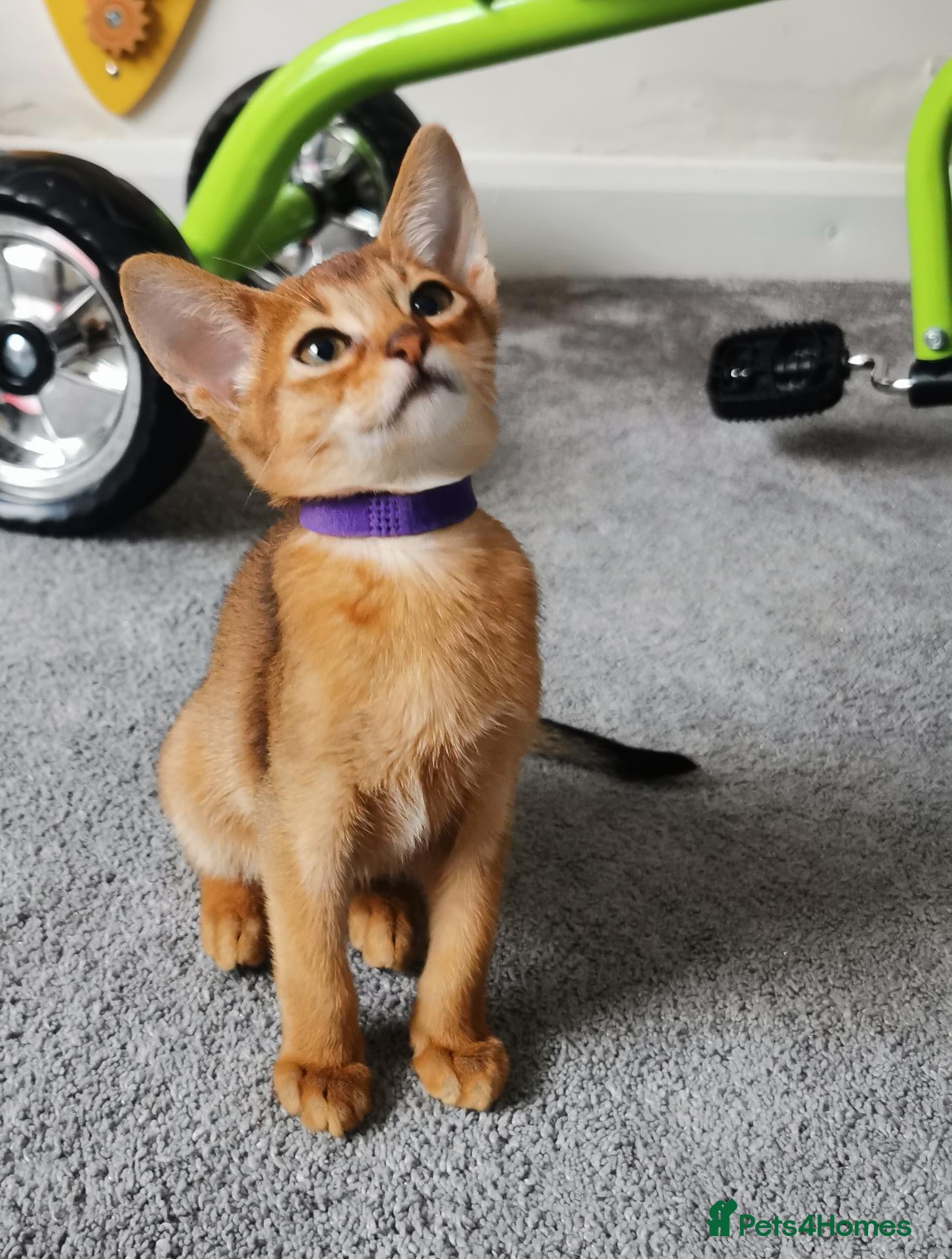 Abyssinian cats Beautiful Abysinian Kittens ready for reservation  - Advert 2