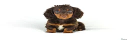 Miniature Dachshund dogs for sale: 4 male Dachshunds - Advert 28