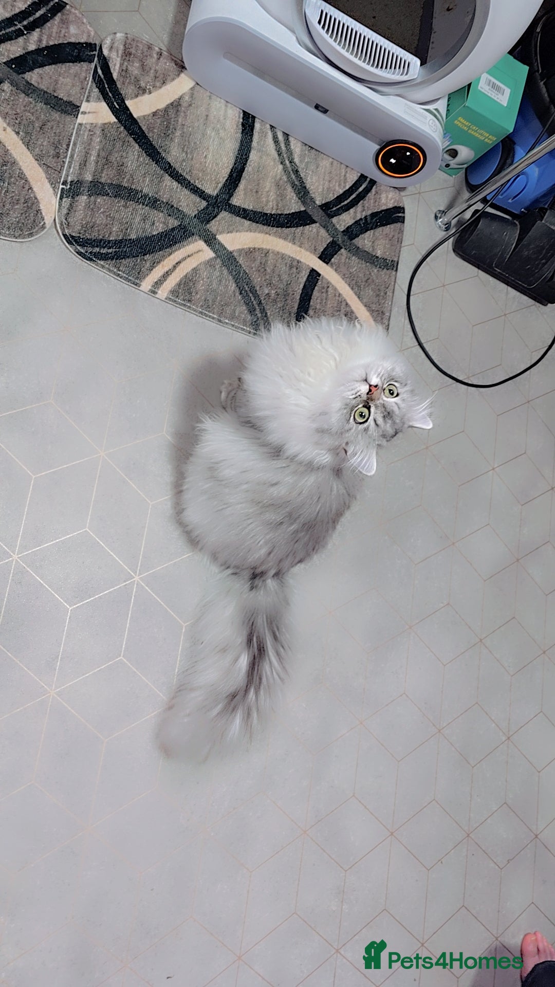 Persian cats for stud: chinchilla Persian stud ONLY - Image 2