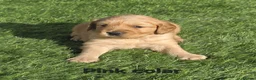 Golden Retriever dogs for sale: Lovely Golden Retriever Puppy's  - Advert 27