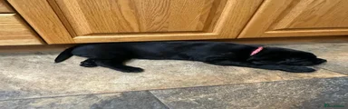 Labrador Retriever 6