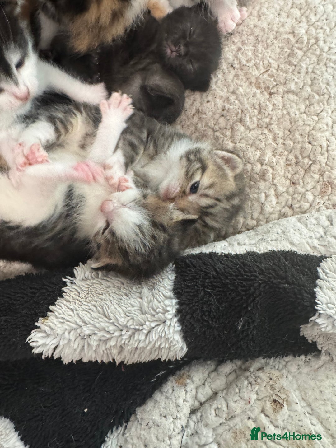 British Shorthair cats for sale: Beautiful fluffy kittens  - Advert 9