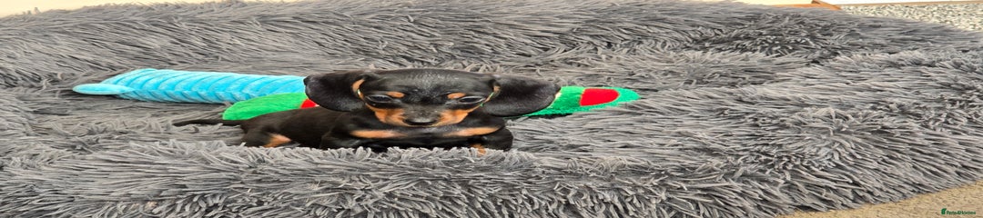Miniature Dachshund Puppy 1