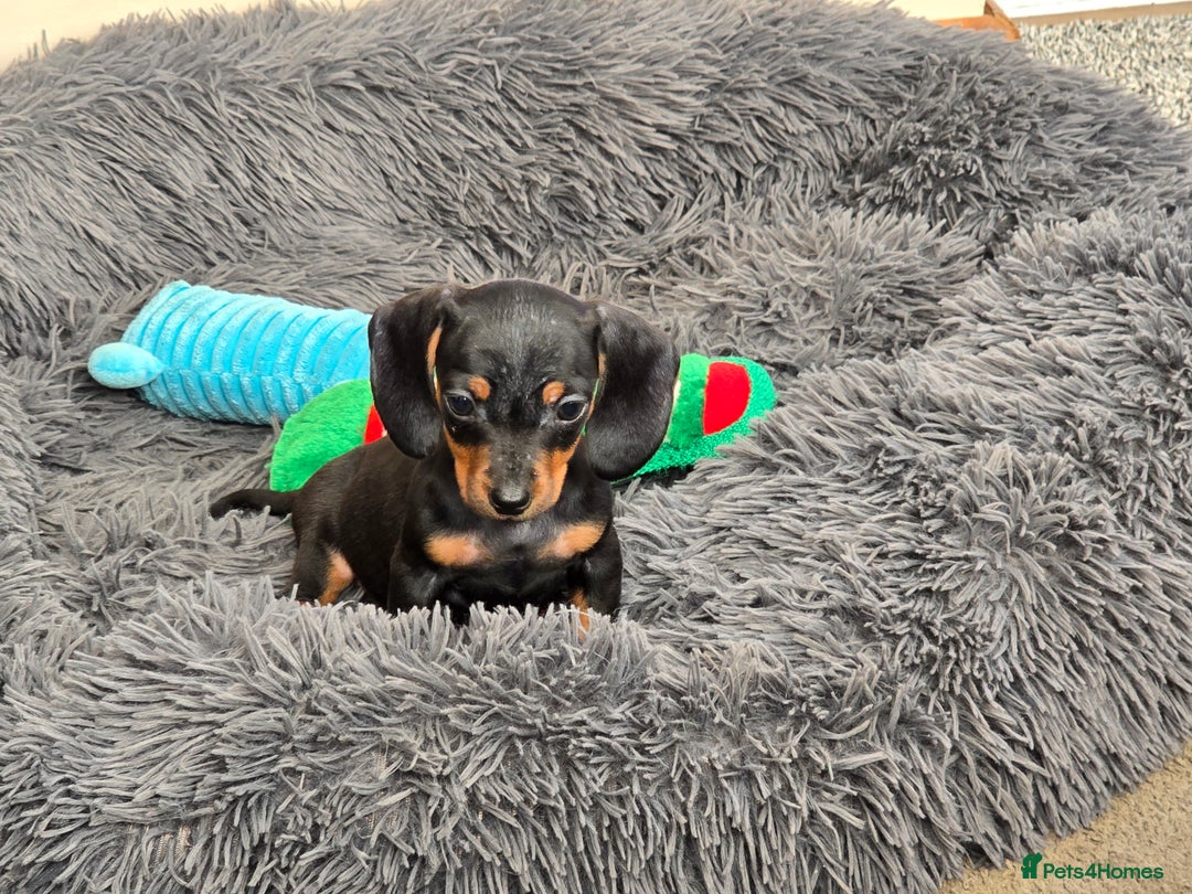 Miniature Dachshund dogs for sale: Miniature dachshunds puppys  - Image 5