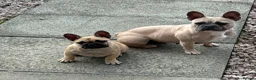 French Bulldog dogs for sale: Fawn Female french bulldog in Kirkcaldy - Advert 1