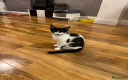 Domestic Shorthair cats for sale: 2 kittens for sale £80 both  - Image 2