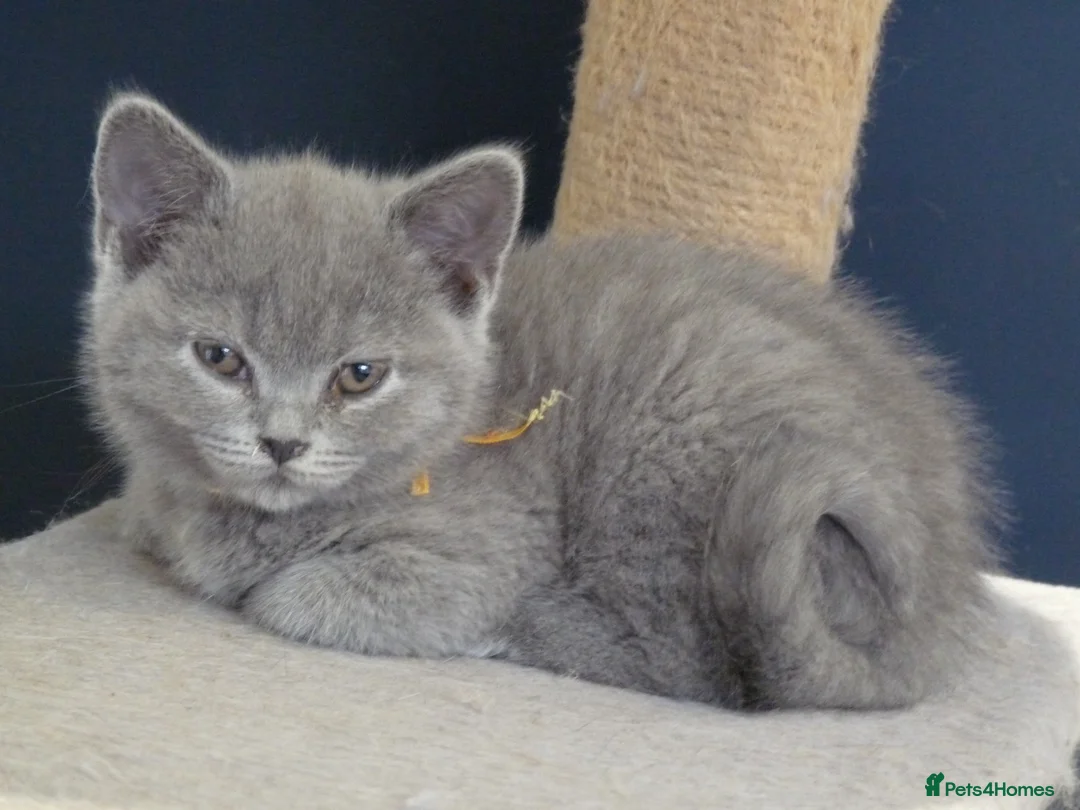 British Shorthair cats for sale: four beautiful british shorthair kittens for sale - Advert 9