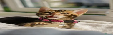 Pink Collar