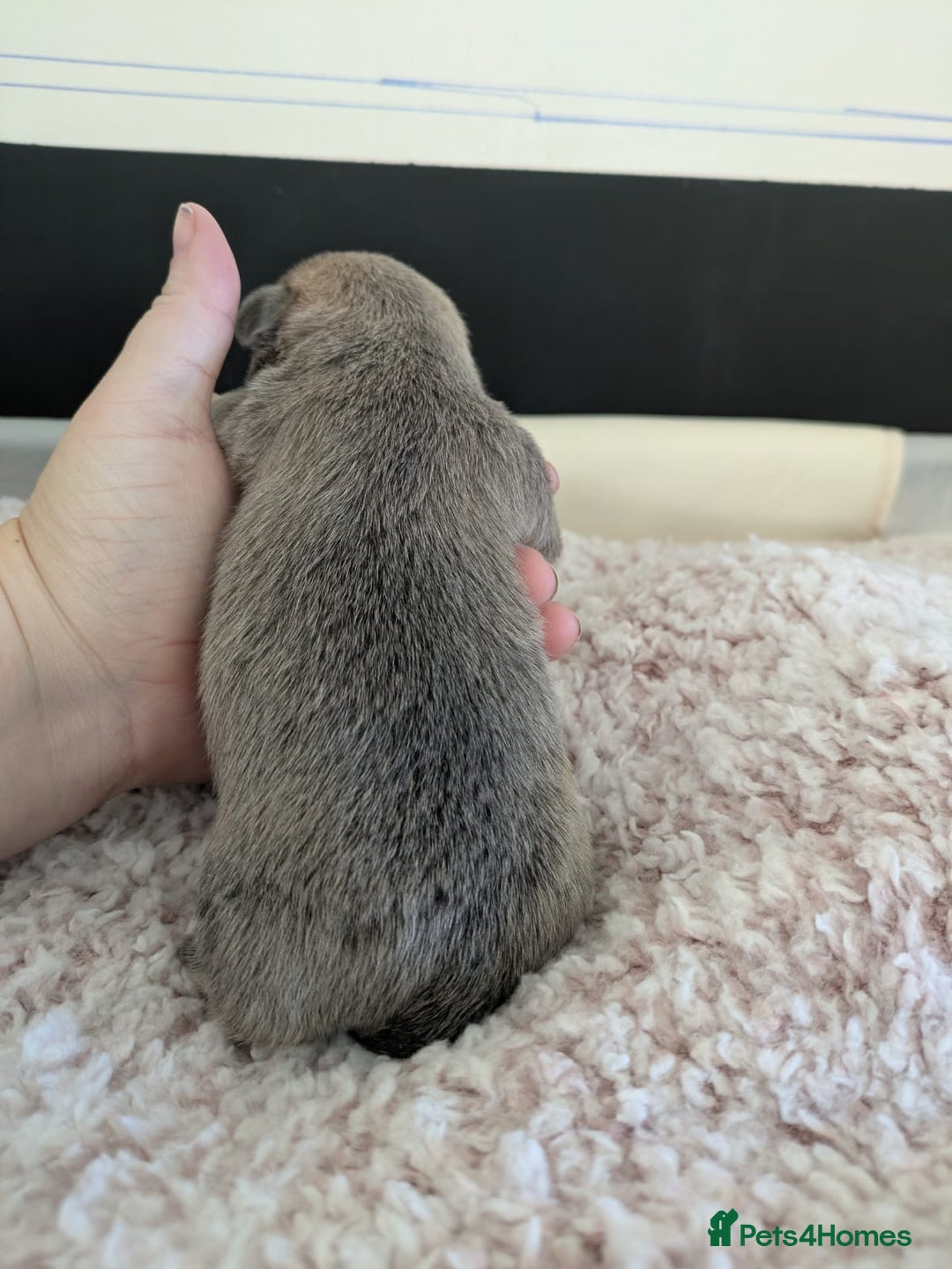 Pomchi dogs for sale: Pomchi pups - Advert 6