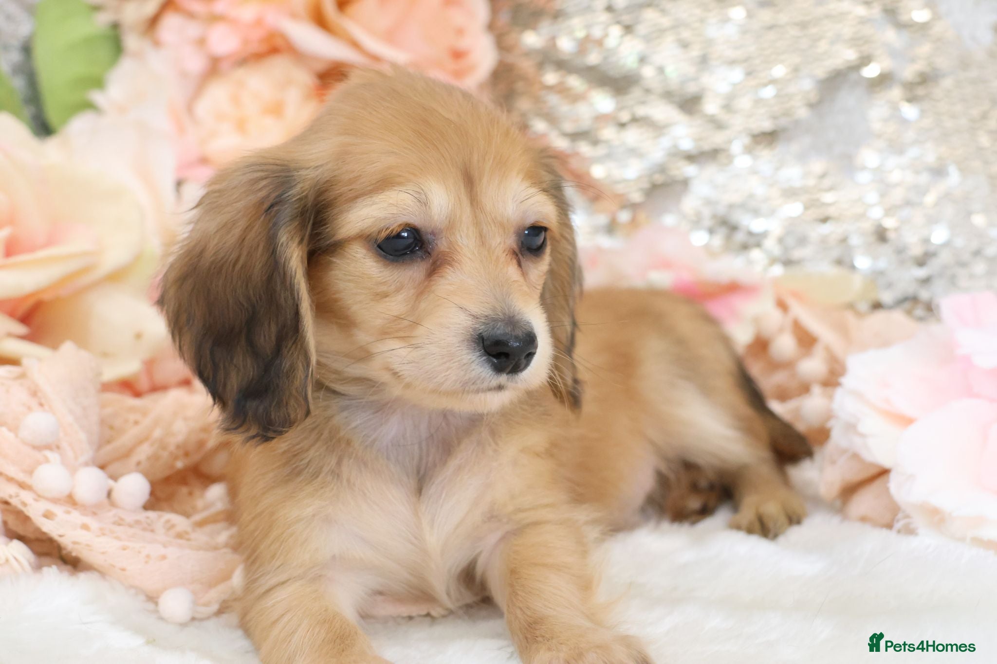 Miniature Dachshund dogs KC Longhair Miniature Dachshund Puppies - Advert 6