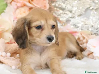 Miniature Dachshund dogs KC Longhair Miniature Dachshund Puppies - Advert 6