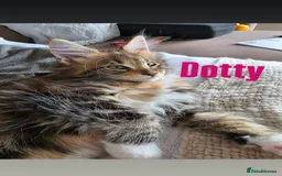 Maine Coon cats for sale: Affectionate Pure Breed Mainecoon Kittens - Image 18