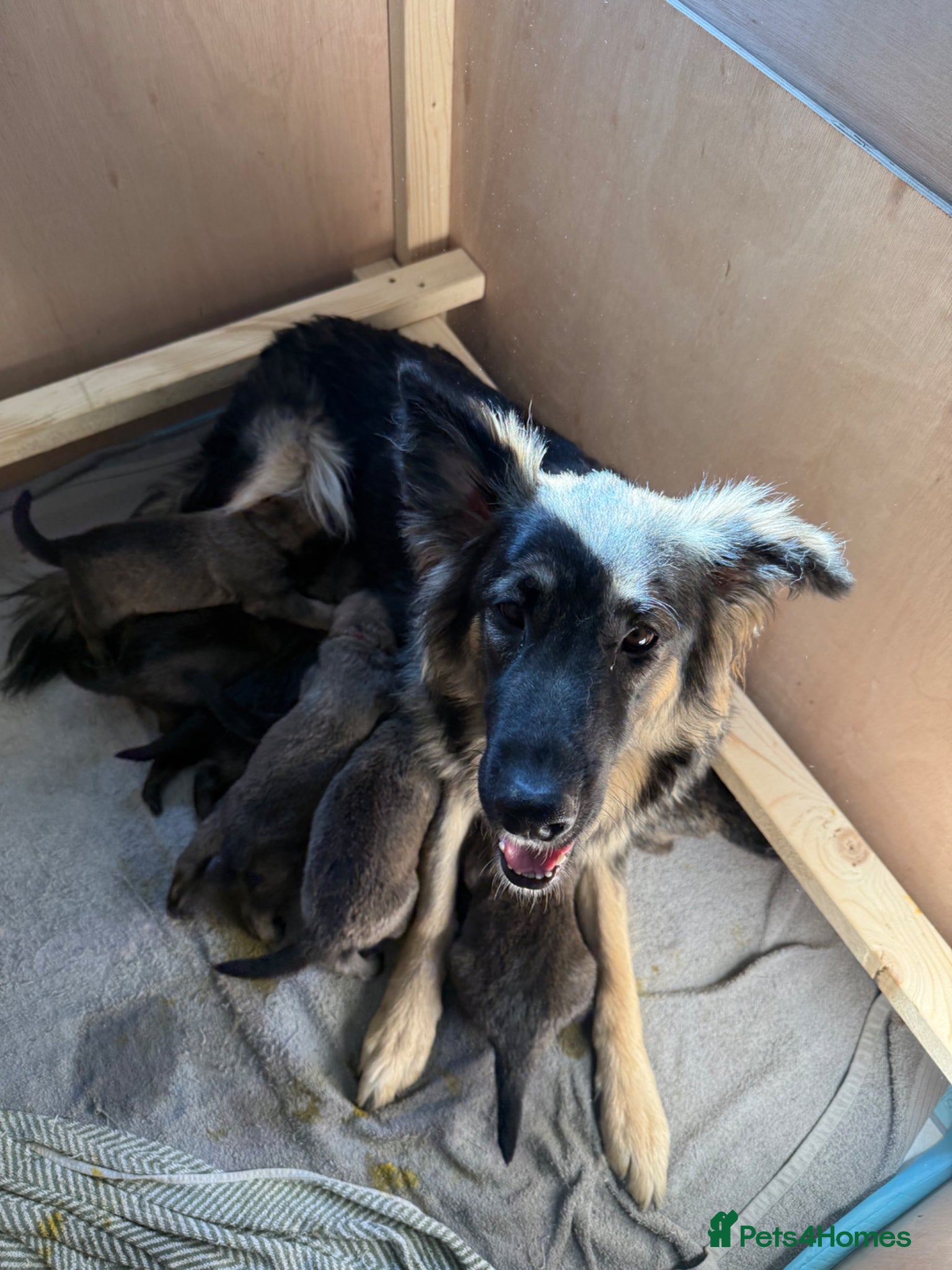 Mixed Breed dogs Beautiful malanois x german shepherd puppies - Advert 1