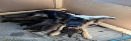 Mixed Breed dogs for sale: Beautiful malanois x german shepherd puppies - Advert 1