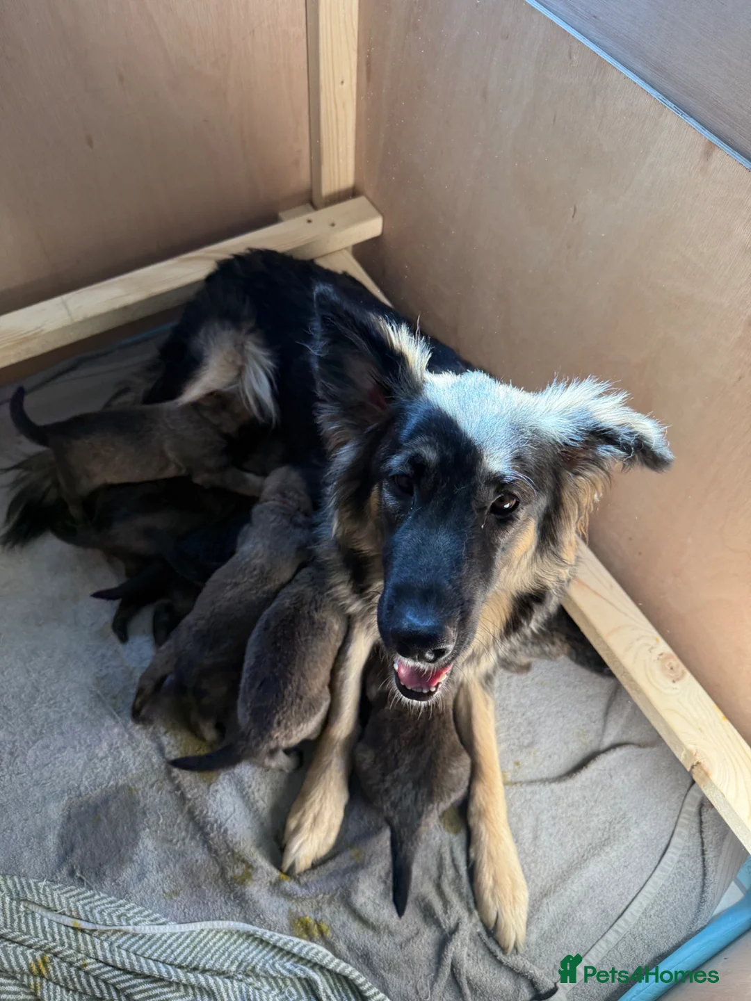 Mixed Breed dogs for sale: Beautiful malanois x german shepherd puppies - Advert 1