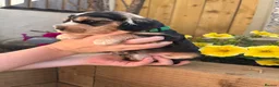 Cocker Spaniel dogs for sale: 🌟 Show Cocker Spaniel's 🌟 - Advert 17
