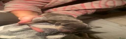 American Bully dogs for sale: Pocket bully - Advert 9