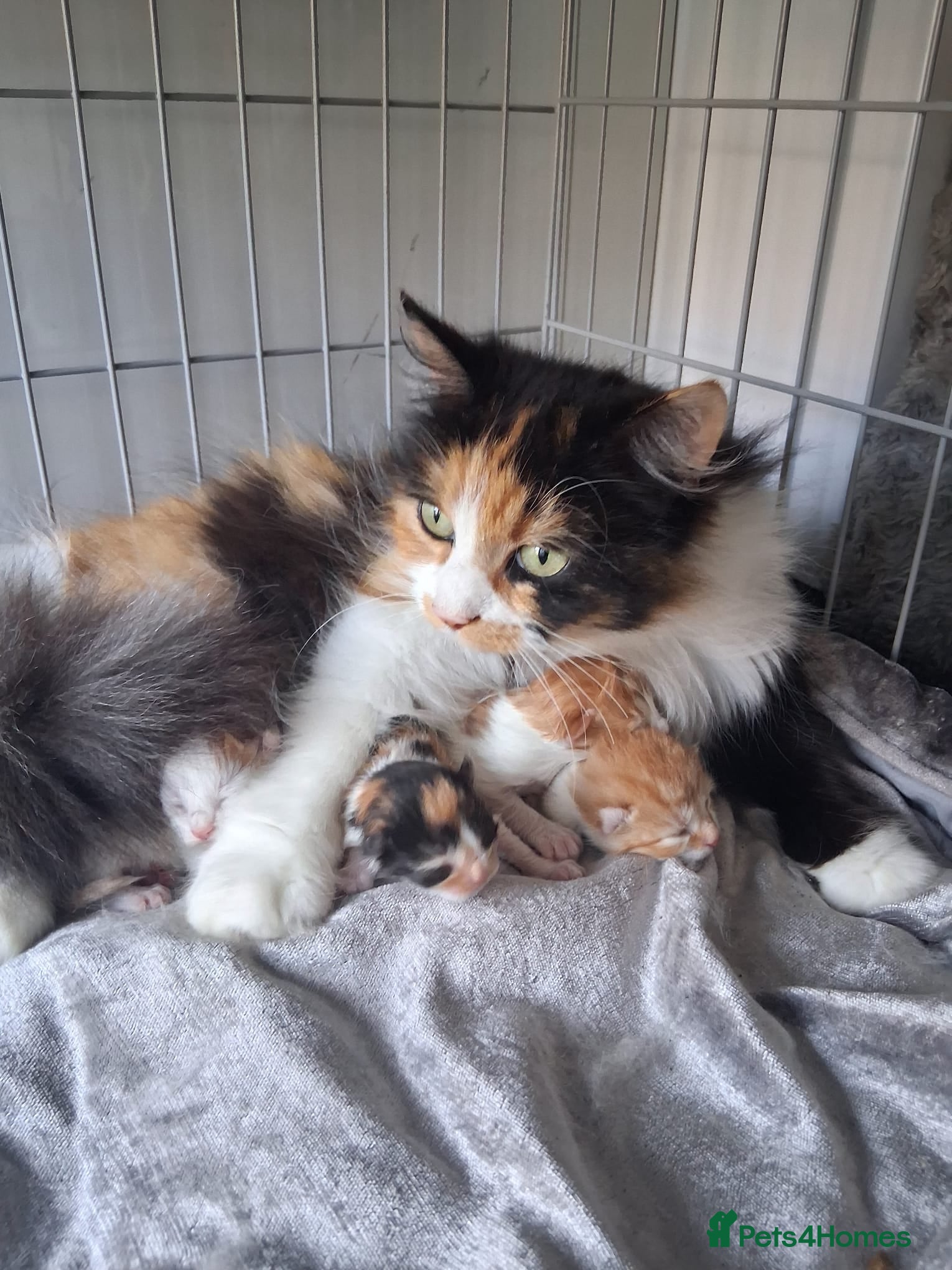 Mixed Breed cats 4 Beauitful Turkish Van fluffy babies  - Advert 2